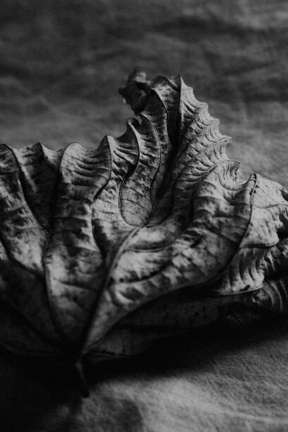 Jendrik Schröder, Leaf studies no. 2 (detail). Courtesy of Sin Sin Fine Art