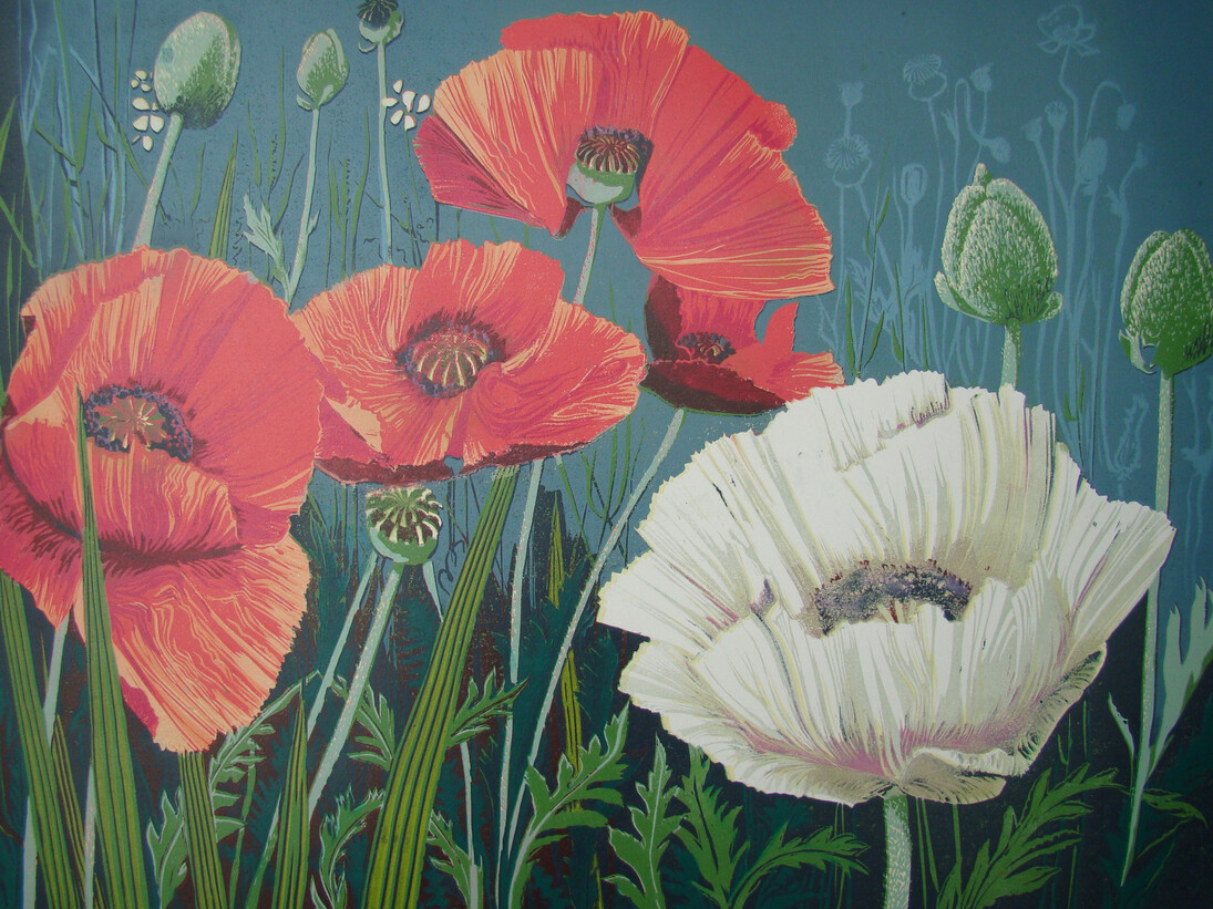 Anne Hickmott, Spring boarder poppies