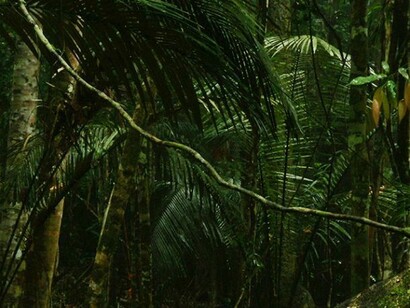 Film still from Fordlandia (2014), HD video. Duration 29:43 min