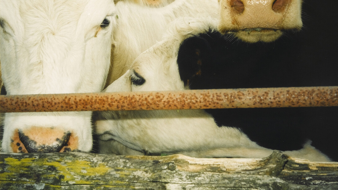 Keith Arnatt, I Wonder Whether Cows Wonder, 2002, Arts Council Collection, Southbank Centre, London © the artist
