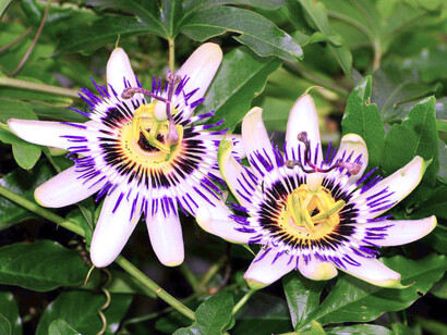 Flores de mburucuyá