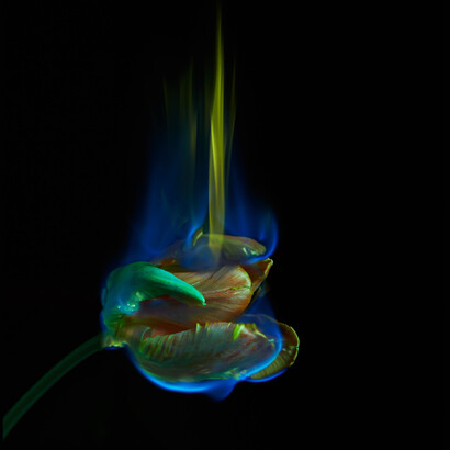 Mat Collishaw, The poisoned page, 2013, Courtesy The Artist, 1/9unosunove  