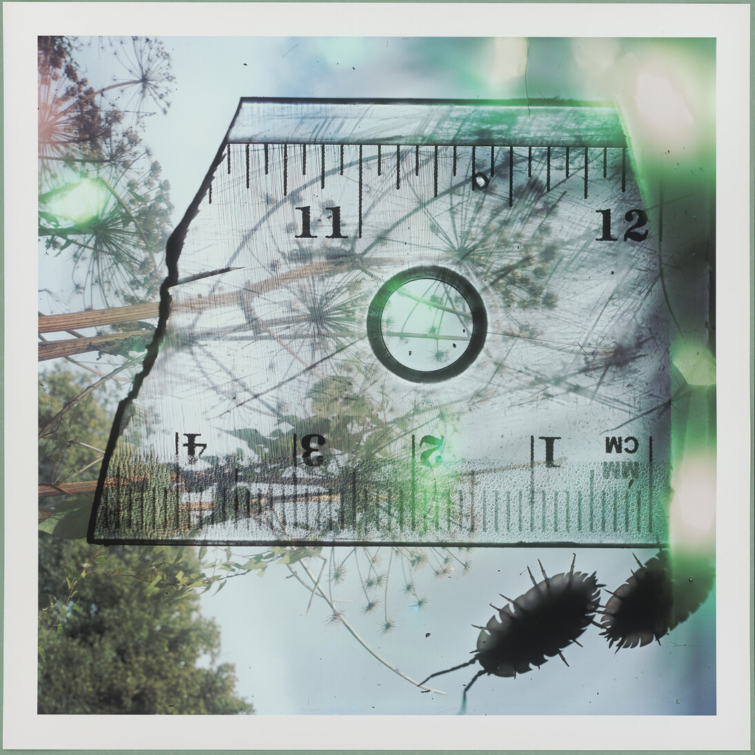 © Stephen Gill (b. Bristol, UK 1971), 'Ruler and Woodlice' from the series 'Talking to Ants' (2009-2013), Pigment prints, Hackney, printed 2013
