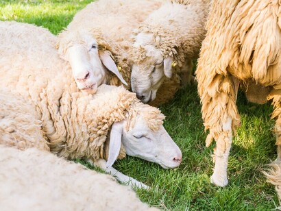  Contar ovejas no siempre es la mejor receta