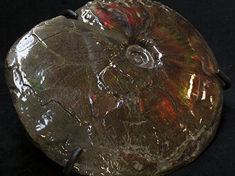 Grounds For Discovery. Courtesy of Royal Tyrrell Museum