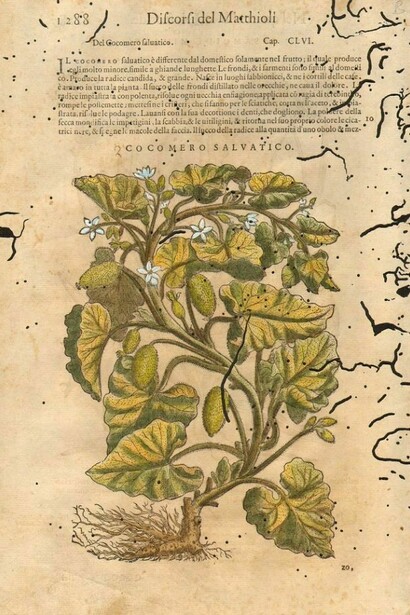 Erbario di Pietro Andrea Mattioli