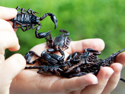 Escorpiones, Australia