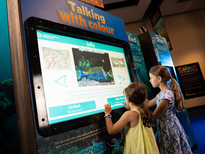 Colour. Secret language of the reef, exhibition view. Courtesy of Queensland Museum Tropics