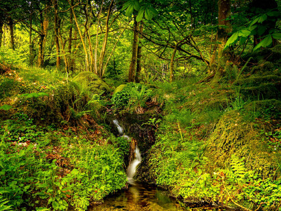 Every shade of green carries a different type of silence, photographed by Ray Bilcliff 