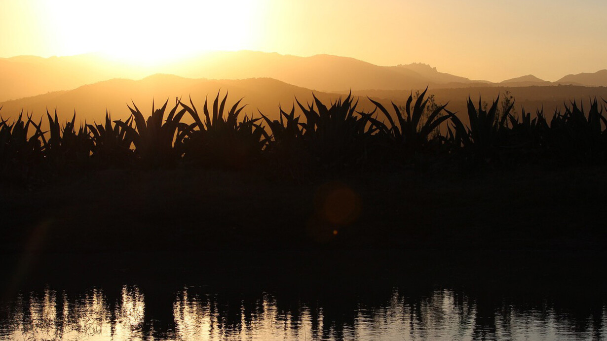 Agave a la puesta del sol