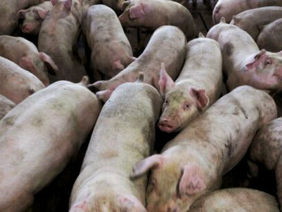 Animals stored in intensive farms
