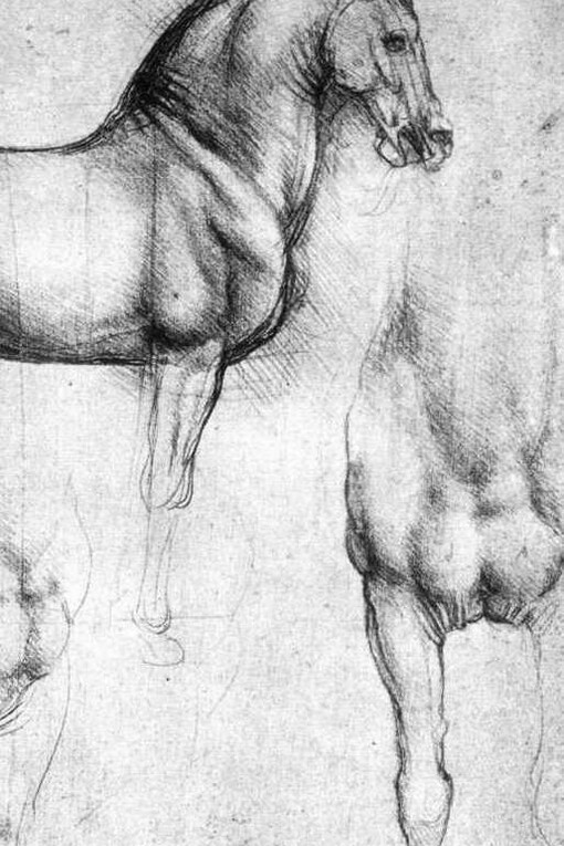 Estudo sobre cavalos