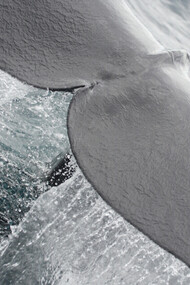 Sperm Whale  ©  Gehan de Silva Wijeyeratne