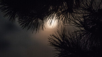 Moon through Pines, ph. Michael Stillwater