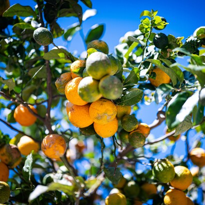 Limoni e arance maturano lentamente, come le cose autentiche che sanno resistere al tempo