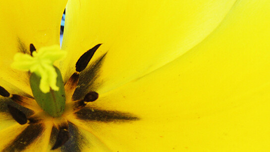 Alive Flora, Light, and Water in the Seattle Landscape. Courtesy of Frye