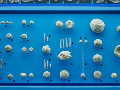 Ammonite & Thunderbolt. Courtesy of Naturhistorisches Museum Basel