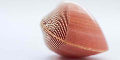 !Hola Caracola! Courtesy of Casa de la Ciencia