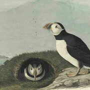 Atlantic Puffin (Fratercula arctica), Havell plate no. 213, 1833, Watercolor, graphite, gouache, black ink, and black pastel with touches of glazing on paper, laid on card, Paper: 14 1/2 x 21 7/16 in. (36.8 x 54.5 cm) Mat: 23 x 29 in. (58.4 x 73.7 cm)