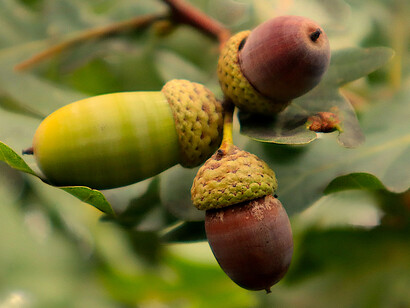 Semillas de roble en proceso de maduración