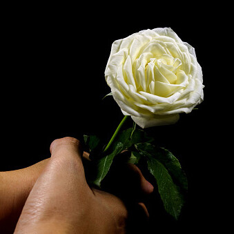 Rosa candida di fresco sentore