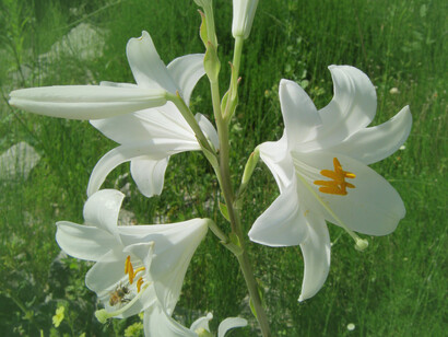 Giglio di Sant'Antonio