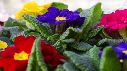 Primula (cultivar colorate)
