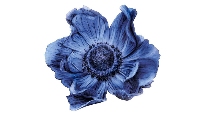 Form Follows Flower. Courtesy of Kunstgewerbemuseum
