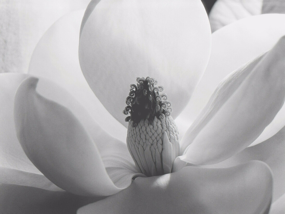 Imogen Cunningham, Magnolia Blossom, 1925. Courtesy of Atlas Gallery