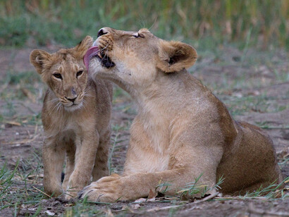 Lion cub being caressed by the mother