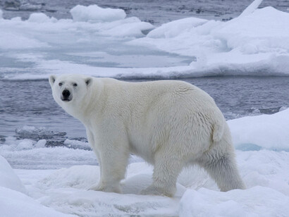 Polar Bear © John Aitchison 