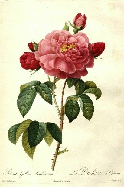 Rosa gallica di Pierre Joseph Redoutè, 1817