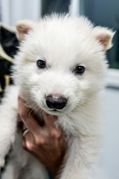 Los cachorros Rómulo, Remo y Khalessi simbolizan un experimento pionero que despierta esperanzas y temores sobre el futuro de la biotecnología. Fotografía de Colossal