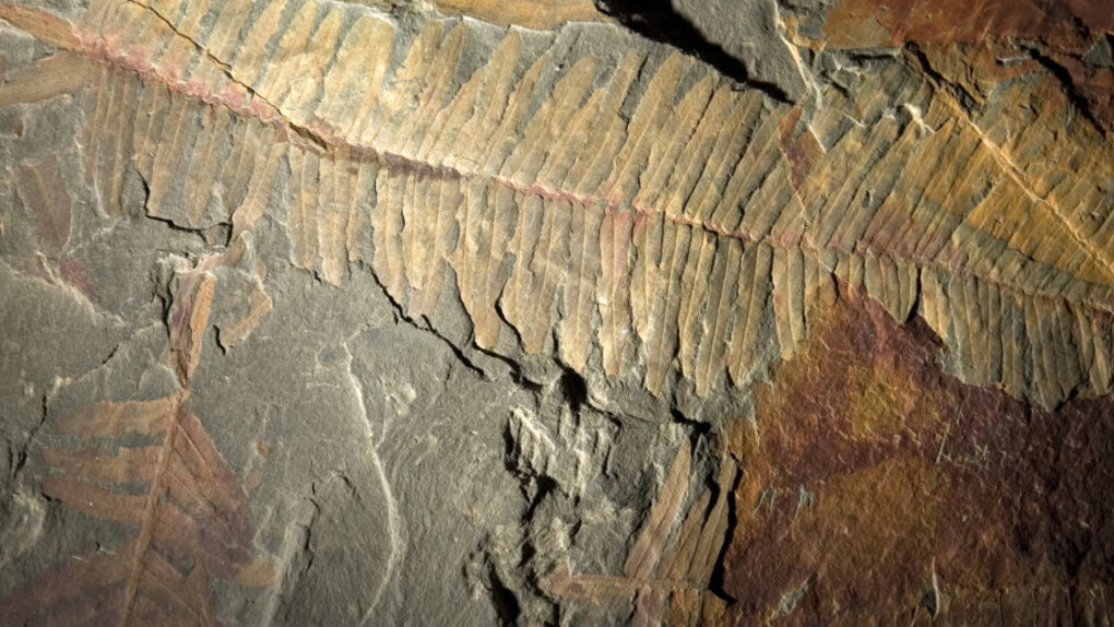 The evolution of Monte Pisano. Courtesy of Museo di Storia Naturale