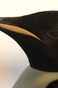 Emperor Penguin (c) John Aitchison
