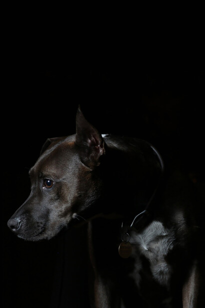 Eso no me inhibía de usar licencia poética para impresionar a los niños que preguntaban qué le había sucedido. «Se batió con dos que le duplicaban en tamaño»