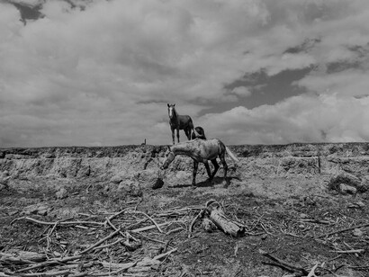A wasteland as a product of the Anthropocene Epoch gone severely wrong 