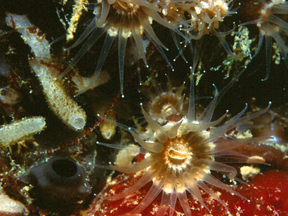 Epizoanthus arenaceus