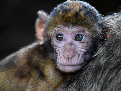Le scimmie uccidono i piccoli indesiderati, particolarmente indifesi e non protetti a sufficienza dalle loro mamme