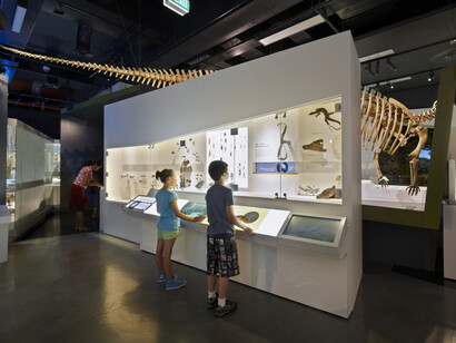 600 million years, exhibition view. Courtesy of Melbourne Museum