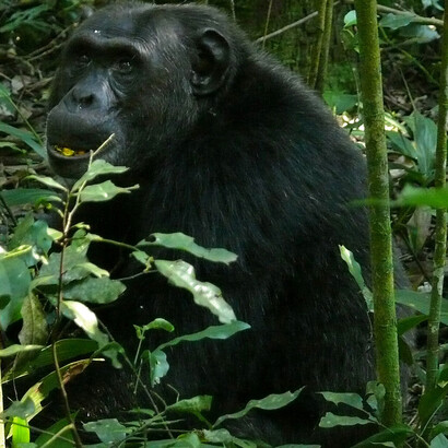 Gli scimpanzé posseggono un tipo di pensiero produttivo. Una creatività senza linguaggio, attraverso l'impiego di soluzioni innovative e costruzione di nuovi strumenti, senza la necessità di istruzioni verbali