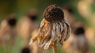 The average temperature on the planet’s surface has already risen by 1.2C compared to the average temperature of pre-industrial times