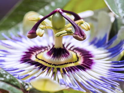 Flor de mburucuyá que crece de forma silvestre en varios países, como Argentina, Bolivia, Brasil, Chile, Colombia, Ecuador, Paraguay, Perú, Uruguay y Venezuela en América del Sur, España en Europa y República Dominicana en el Caribe