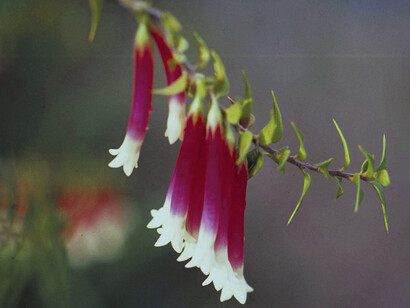 Bush Fuchsia è un altro rimedio che può essere assunto per potenziare Isopogon