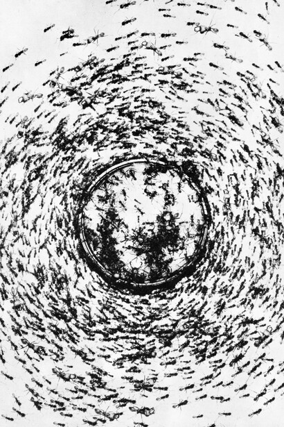 Batia Suter. Courtesy of Le Bal