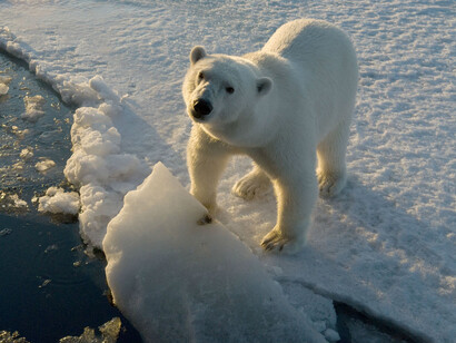 Animali a rischio di estinzione