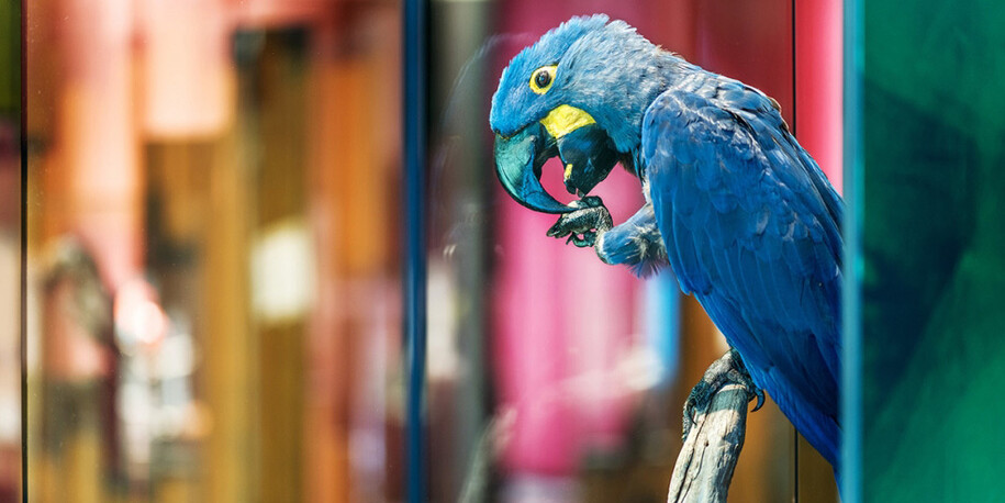 Macaws. Courtesy of Museum für Naturkunde