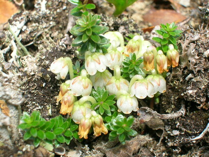 Murtilla en flor