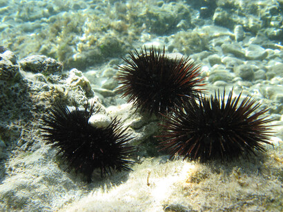 Paracentrotus lividus