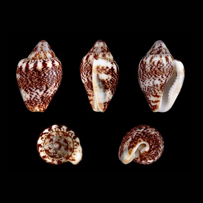 Il suo ritrovamento a Üçağızlı II offre quindi un indizio sulle pratiche culturali e sulla capacità di attribuire significati non strettamente utilitari agli oggetti